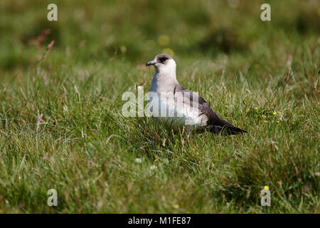 Un Stercoparius adultes,Skua Actic parasticicus,debout dans l'herbe, Banque D'Images