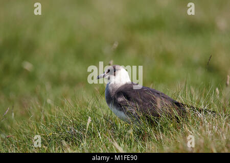 Un Stercoparius adultes,Skua Actic parasticicus,debout dans l'herbe, Banque D'Images