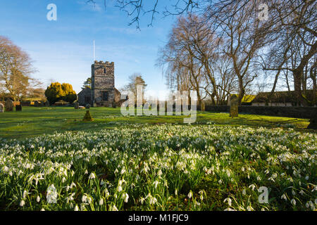 Winterborne Zelston, Dorset, UK. 30Th Jan, 2018. Météo britannique. Un tapis de perce-neige en fleur dans le cimetière à l'église St Mary de Winterborne Zelston dans Dorset sur une froide matinée ensoleillée. Crédit photo : Graham Hunt/Alamy Live News Banque D'Images