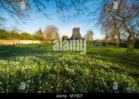 Winterborne Zelston, Dorset, UK. 30Th Jan, 2018. Météo britannique. Un tapis de perce-neige en fleur dans le cimetière à l'église St Mary de Winterborne Zelston dans Dorset sur une froide matinée ensoleillée. Crédit photo : Graham Hunt/Alamy Live News Banque D'Images