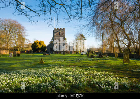 Winterborne Zelston, Dorset, UK. 30Th Jan, 2018. Météo britannique. Un tapis de perce-neige en fleur dans le cimetière à l'église St Mary de Winterborne Zelston dans Dorset sur une froide matinée ensoleillée. Crédit photo : Graham Hunt/Alamy Live News Banque D'Images