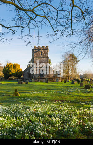 Winterborne Zelston, Dorset, UK. 30Th Jan, 2018. Météo britannique. Un tapis de perce-neige en fleur dans le cimetière à l'église St Mary de Winterborne Zelston dans Dorset sur une froide matinée ensoleillée. Crédit photo : Graham Hunt/Alamy Live News Banque D'Images