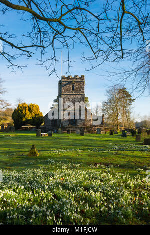 Winterborne Zelston, Dorset, UK. 30Th Jan, 2018. Météo britannique. Un tapis de perce-neige en fleur dans le cimetière à l'église St Mary de Winterborne Zelston dans Dorset sur une froide matinée ensoleillée. Crédit photo : Graham Hunt/Alamy Live News Banque D'Images