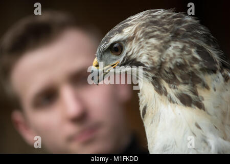 Halberstadt, Allemagne. 30Th Jan, 2018. Florian vétérinaire Zoo Hartmann de la vérification d'une buse variable à l'hôpital pour les oiseaux de proie dans l'Halberstadt Zoo en Halberstadt, Allemagne, 30 janvier 2018. L'oiseau de proie a été livré avec une aile cassée et est actuellement en cours de traitement. L'hôpital pour les oiseaux de proie a été fondée en 2016. Les oiseaux de proie blessés peut être livré. Credit : Klaus-Dietmar Gabbert/dpa-Zentralbild/ZB/dpa/Alamy Live News Banque D'Images