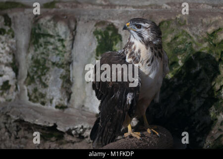 Halberstadt, Allemagne. 30Th Jan, 2018. Une buse variable blessés assis sur une pierre dans une volière de l'Halberstadt Zoo de Halberstadt, Allemagne, 30 janvier 2018. L'oiseau de proie a été livré avec une aile cassée et est actuellement en cours de traitement. L'hôpital pour les oiseaux de proie a été fondée en 2016. Les oiseaux de proie blessés peut être livré. Credit : Klaus-Dietmar Gabbert/dpa-Zentralbild/ZB/dpa/Alamy Live News Banque D'Images