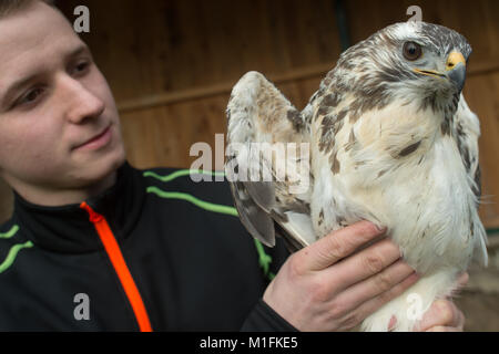 Halberstadt, Allemagne. 30Th Jan, 2018. Florian vétérinaire Zoo Hartmann de la vérification d'une buse variable à l'hôpital pour les oiseaux de proie dans l'Halberstadt Zoo en Halberstadt, Allemagne, 30 janvier 2018. L'oiseau de proie a été livré avec une aile cassée et est actuellement en cours de traitement. L'hôpital pour les oiseaux de proie a été fondée en 2016. Les oiseaux de proie blessés peut être livré. Credit : Klaus-Dietmar Gabbert/dpa-Zentralbild/ZB/dpa/Alamy Live News Banque D'Images