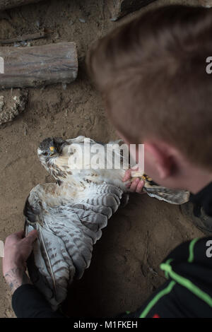 Halberstadt, Allemagne. 30Th Jan, 2018. Florian vétérinaire Zoo Hartmann de la vérification d'une buse variable à l'hôpital pour les oiseaux de proie dans l'Halberstadt Zoo en Halberstadt, Allemagne, 30 janvier 2018. L'oiseau de proie a été livré avec une aile cassée et est actuellement en cours de traitement. L'hôpital pour les oiseaux de proie a été fondée en 2016. Les oiseaux de proie blessés peut être livré. Credit : Klaus-Dietmar Gabbert/dpa-Zentralbild/ZB/dpa/Alamy Live News Banque D'Images