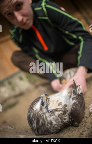 Halberstadt, Allemagne. 30Th Jan, 2018. Florian vétérinaire Zoo Hartmann de la vérification d'une buse variable à l'hôpital pour les oiseaux de proie dans l'Halberstadt Zoo en Halberstadt, Allemagne, 30 janvier 2018. L'oiseau de proie a été livré avec une aile cassée et est actuellement en cours de traitement. L'hôpital pour les oiseaux de proie a été fondée en 2016. Les oiseaux de proie blessés peut être livré. Credit : Klaus-Dietmar Gabbert/dpa-Zentralbild/ZB/dpa/Alamy Live News Banque D'Images