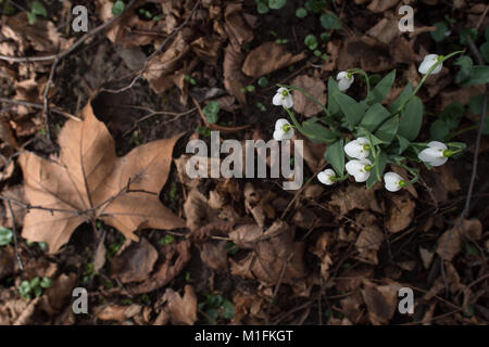 Halberstadt, Allemagne. 30Th Jan, 2018. Germination les perce-neige de sous le feuillage de l'automne dernier à Halberstadt, Allemagne, 30 janvier 2018. La première inklings de ressort peut être vu dans la ville au pied du Harz en raison de la douceur des températures. Credit : Klaus-Dietmar Gabbert/dpa-Zentralbild/ZB/dpa/Alamy Live News Banque D'Images