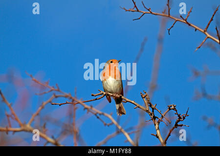 Robin européen, Erithacus rubecula aux abords, robin redbreast, England, UK. Banque D'Images
