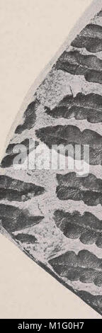 Cet ouvrage de 1903 illustre et décrit des restes de plantes fossiles des époques Paléozoïque et Mésozoïque. Il fournit des représentations détaillées et des descriptions scientifiques des espèces végétales de ces périodes géologiques, contribuant à la compréhension de la flore préhistorique. Banque D'Images