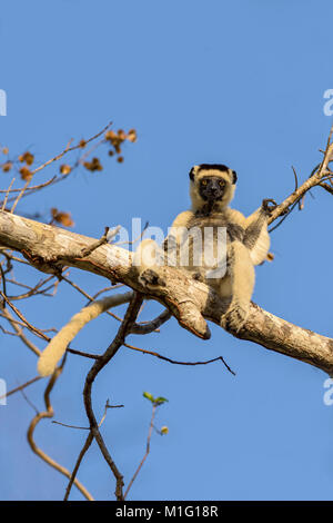 Le Propithèque de verreaux - Propithecus verreauxi, les forêts sèches de la côte ouest de Madagascar. Cute primat. Madagascar. endemite Banque D'Images