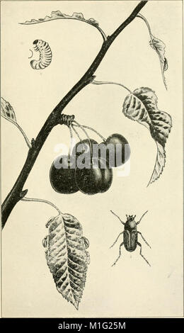 Un manuel d'insectes dangereux susceptibles d'être introduites aux États-Unis par des importations (1917) (14804731343) Banque D'Images