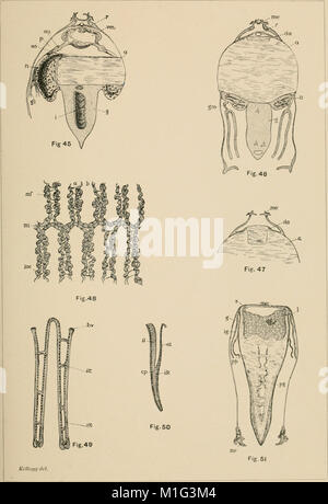 Une contribution à notre connaissance de la morphologie de l'lamellibranchiate les mollusques (1892) (20503809580) Banque D'Images