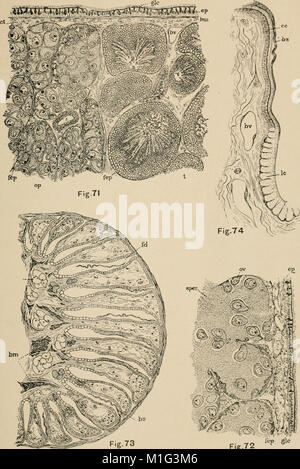 Une contribution à notre connaissance de la morphologie de l'lamellibranchiate les mollusques (1892) (20503818850) Banque D'Images