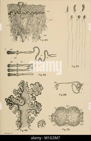 Une contribution à notre connaissance de la morphologie de l'lamellibranchiate les mollusques (1892) (20698580341) Banque D'Images