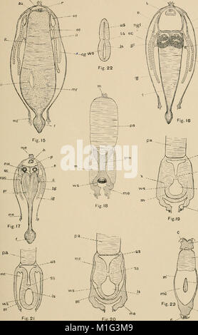 Une contribution à notre connaissance de la morphologie de l'lamellibranchiate les mollusques (1892) (20698548781) Banque D'Images