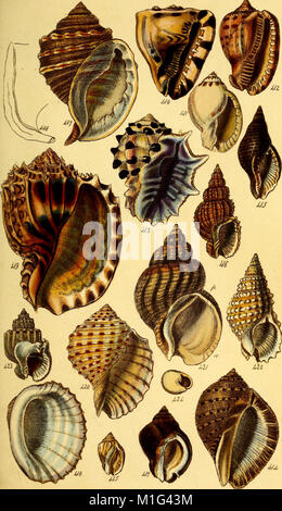 Ce manuel de 1846 fournit un guide complet pour l'étude de la conchologie, avec des descriptions détaillées et des illustrations des mollusques et des coquilles. Banque D'Images