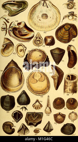Ce manuel de 1846 fournit un guide complet de la conchologie, de l'étude des coquillages, avec des descriptions détaillées et des illustrations de diverses espèces de coquillages et de leur classification. Banque D'Images