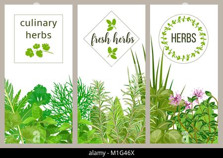 Farm Fresh herbes à cuire. Jeu de cartes culinaires. Verdure, basilic, vector icône, Hydroponik Illustration de Vecteur