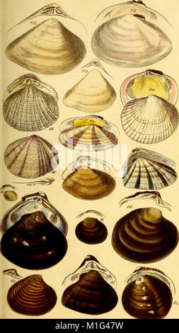 Publié en 1846, ce manuel fournit un guide complet de la conchologie, de l'étude des coquillages, avec des descriptions détaillées et des illustrations de diverses espèces de mollusques, de leurs habitats et de leurs classifications. Banque D'Images