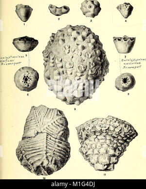 Une synthèse critique de l'Troosts manuscrit non publié sur les crinoïdes du Tennessee (1909) (20702987132) Banque D'Images