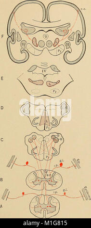 Ce traité médical de 1916 décrit les principes fondamentaux et les pratiques cliniques de la médecine, offrant des conseils sur le diagnostic, le traitement et la prévention des maladies dans diverses spécialités. Banque D'Images