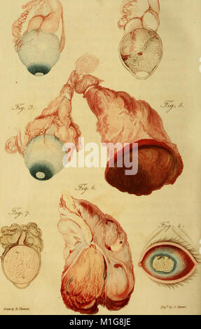 Un synopsis des maladies de l'œil, et leur traitement - à laquelle sont préfixés, une courte description anatomique et un croquis de la physiologie de cet organe (1821) (14779673214) Banque D'Images