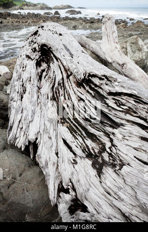 Driftwood gris à Rocky beach Banque D'Images