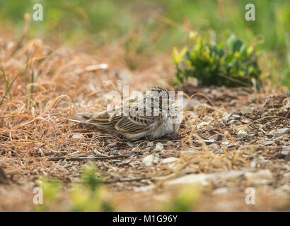 Alauda arvensis Skylark le bain de poussière Banque D'Images