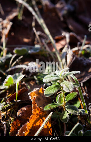 Frosty brindilles d'airelles Banque D'Images