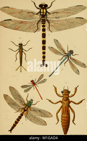 Ce manuel de 1892 sert d'introduction à l'entomologie néo-zélandaise, offrant un aperçu de l'étude des espèces d'insectes indigènes. Il comprend 21 plaques de couleur de divers insectes trouvés en Nouvelle-Zélande. Banque D'Images