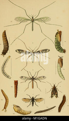 Ce manuel de 1892 présente l'étude des insectes indigènes de Nouvelle-Zélande, en fournissant des descriptions détaillées de diverses espèces ainsi que 21 planches colorées. Il sert de ressource éducative pour ceux qui s'intéressent à l'entomologie et à la faune d'insectes de Nouvelle-Zélande. Banque D'Images
