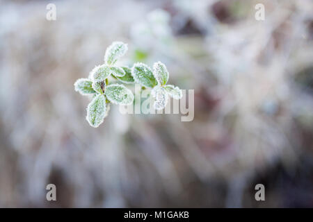 Frosty brindilles d'airelles Banque D'Images