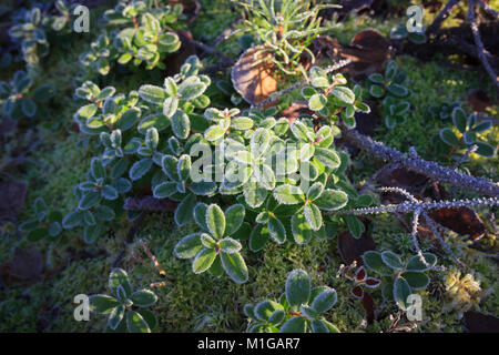 Frosty brindilles d'airelles Banque D'Images