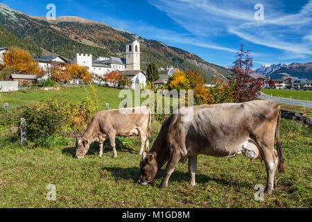 Vaches qui paissent près de Müstair, un village dans le Val Müstair municipalité dans le district d'Inn dans le canton suisse des Grisons, Suisse, Europe. Banque D'Images