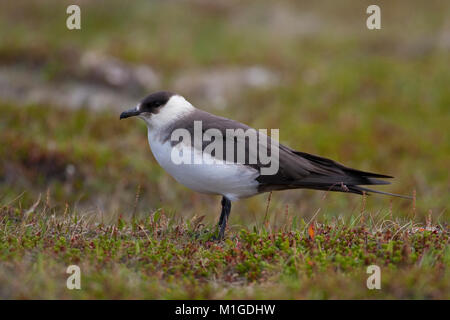 Schmarotzer-Raubmöwe, Schmarotzerraubmöwe morphe, Helle, Raubmöwe, Stercorarius parasiticus, parasitaires Jaeger, Labbe parasite Labbe parasite, Banque D'Images