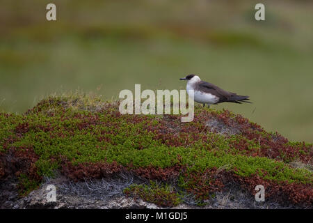 Schmarotzer-Raubmöwe, Schmarotzerraubmöwe morphe, Helle, Raubmöwe, Stercorarius parasiticus, parasitaires Jaeger, Labbe parasite Labbe parasite, Banque D'Images