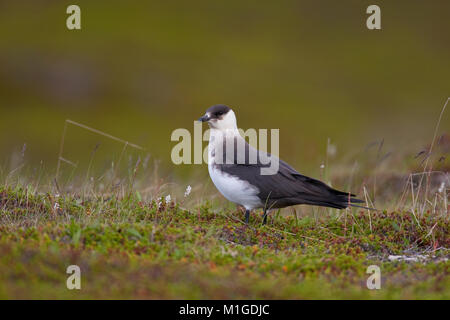 Schmarotzer-Raubmöwe, Schmarotzerraubmöwe morphe, Helle, Raubmöwe, Stercorarius parasiticus, parasitaires Jaeger, Labbe parasite Labbe parasite, Banque D'Images