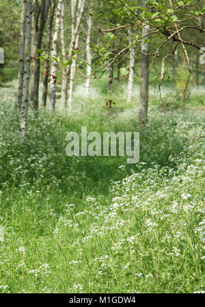 Scène forestiers au printemps avec l'argent des bouleaux et cow parsley Banque D'Images