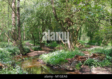 Sentier à côté du ruisseau bordé de fleurs d'ail dans une ancienne forêt à Hampshire Banque D'Images