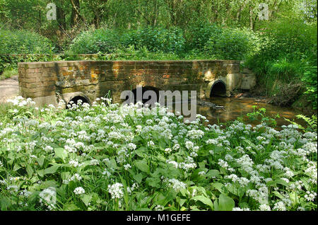 Pont au-dessus du ruisseau bordé de fleurs d'ail dans le Hampshire Banque D'Images