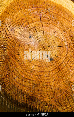 Journal scié fin texture de fond full frame Banque D'Images