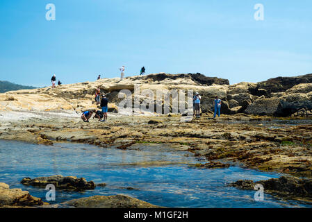 Les touristes recherchent la vie à la mer Chine Cove, Point Lobos State Park, près de Carmel Highlands, le long de la Route 1, le comté de Monterey, en Californie. Banque D'Images