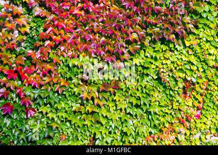 Vigne rouge pour changer Banque D'Images