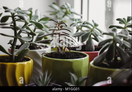 Succulentes verte dans un pot en verre de couleur blanc intérieur loft dans un style scandinave. Banque D'Images