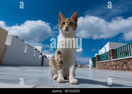 Cat à Sun City à Oia Santorini Banque D'Images