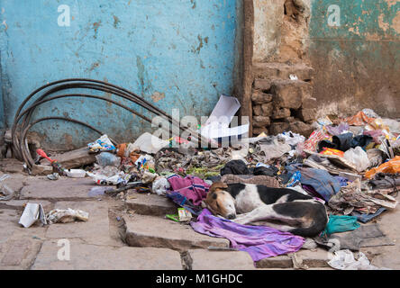 Varanasi, Inde - le 14 mars 2017 : chien abandonné sans-abri dormant sur un tas de déchets déchets dans les rues de Varanasi en Inde. Banque D'Images