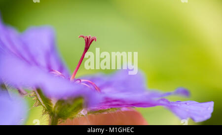 Un plan macro sur une fleur de géranium vivace de couleur bleu. Banque D'Images