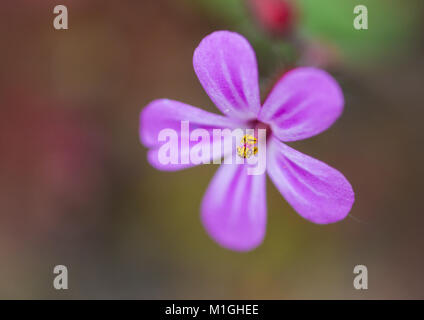 Un plan macro sur une petite herb robert bloom. Banque D'Images